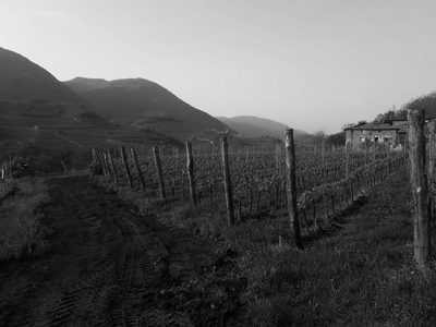 Cantina Micheli
